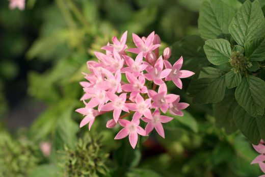 Hintergrundbild Rosa Blume in einer Nahaufnahme