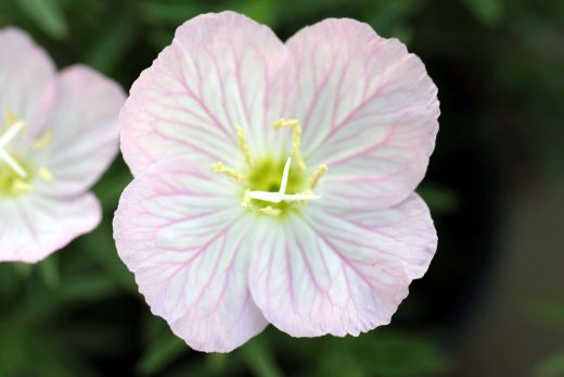 Hintergrundbild Rosa Blume in Nahaufnahme