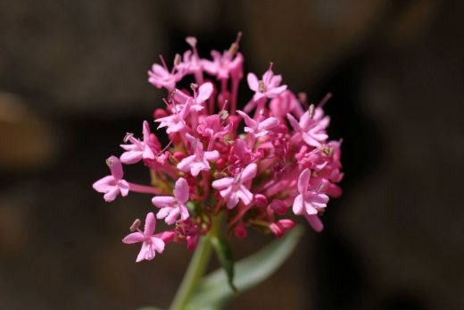 Hintergrundbild Rosa Blüte