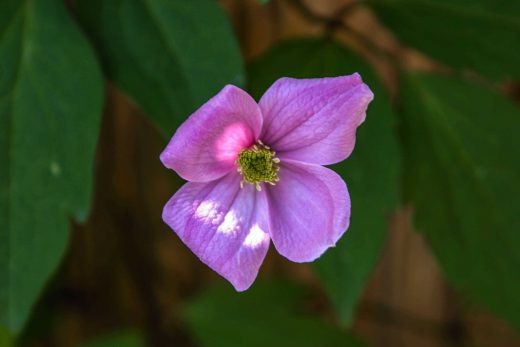 Hintergrundbild Rosa Clematis Nahaufnahme