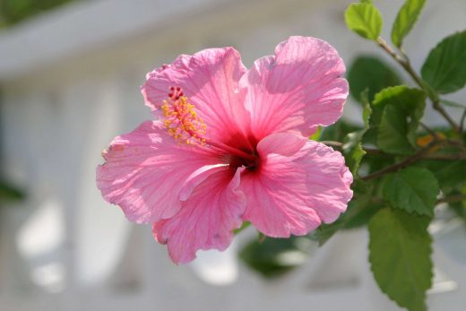 Hintergrundbild Rosa Hibiskus