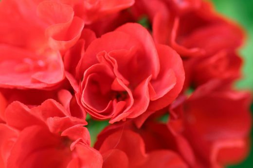 Hintergrundbild Rote Blume