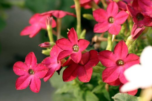 Hintergrundbild Rote Blütenpracht