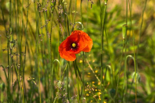 Hintergrundbild Rote Klatschmohn Blüte