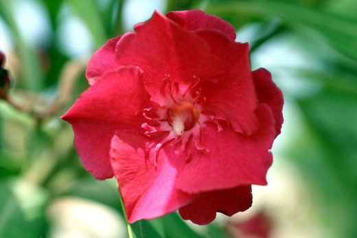 Hintergrundbild Rote Oleanderblüte