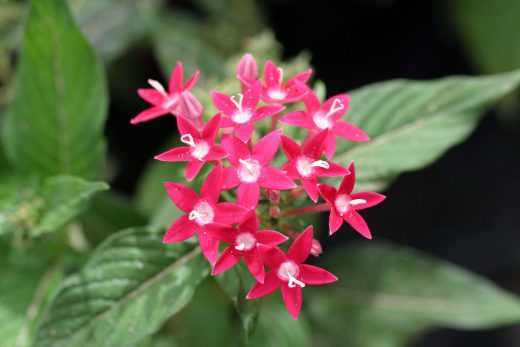 Hintergrundbild Kleine rote Blüten