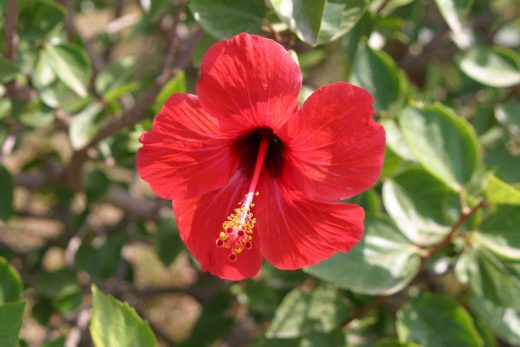 Hintergrundbild Roter Hibiskus