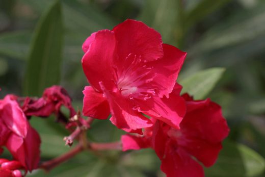 Hintergrundbild Roter Oleander