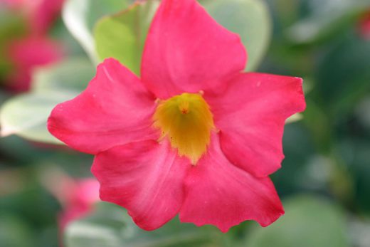 Hintergrundbild Rotgelbe Blume