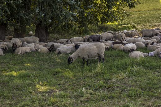 Hintergrundbild Schafe am Rhein bei Duisburg