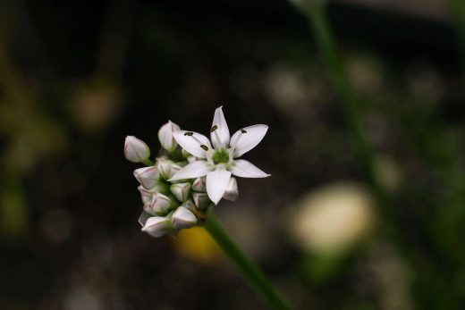 Hintergrundbild Schnittknoblauch Blüte von ganz nah