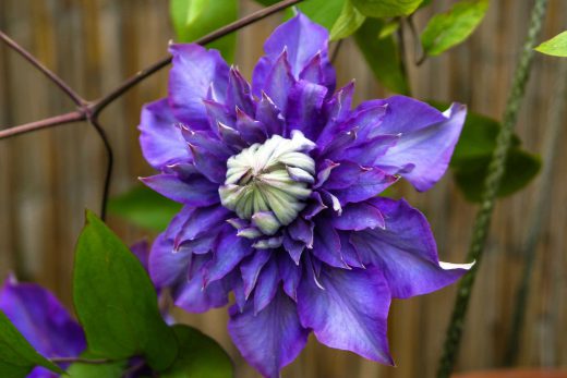 Hintergrundbild Schöne violette Clematis