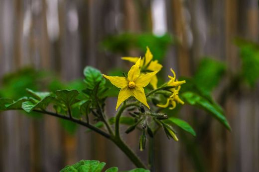 Hintergrundbild Tomatenblüte