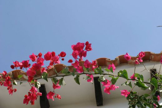 Hintergrundbild Violette Bougainvillea