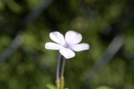 Hintergrundbild Weisse Blume in Nahaufnahme