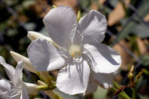 Hintergrundbild Nahaufnahme weißer Oleander