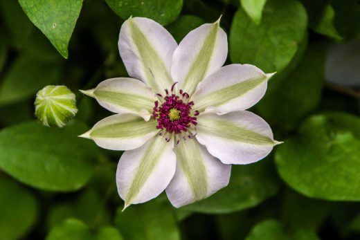 Hintergrundbild Weiß Grüne Clematis