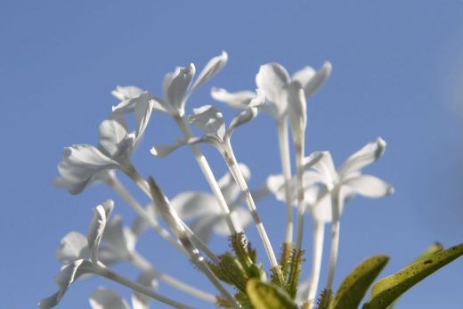 Hintergrundbild Weiße Blüte vor blauem Himmel