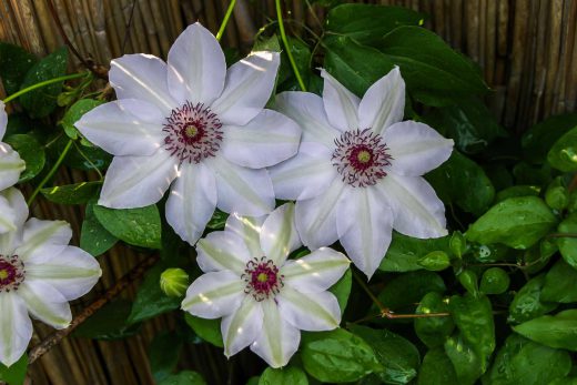 Hintergrundbild Weißgrüne Blüten