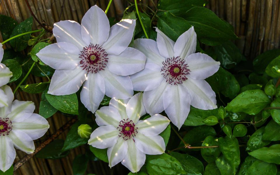 Hintergrundbild Weißgrüne Blüten