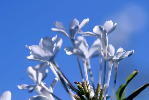 Hintergrundbild White and Blue - weiße Blüten vor blauem Himmel