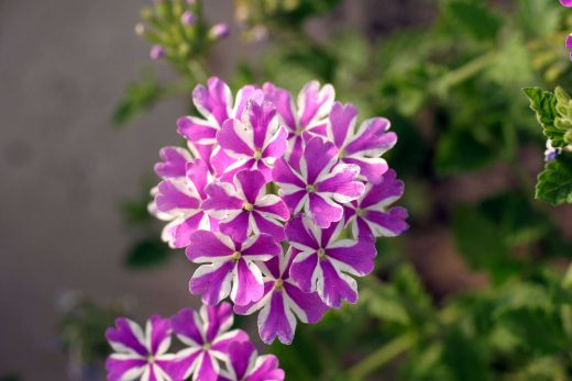 Hintergrundbild Nahaufnahme Zweifarbige Blume