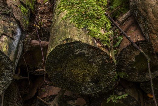 Hintergrundbild Abgeholzt vergessene Baumstämme