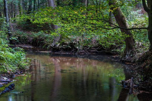 Hintergrundbild Bach unter Buchen