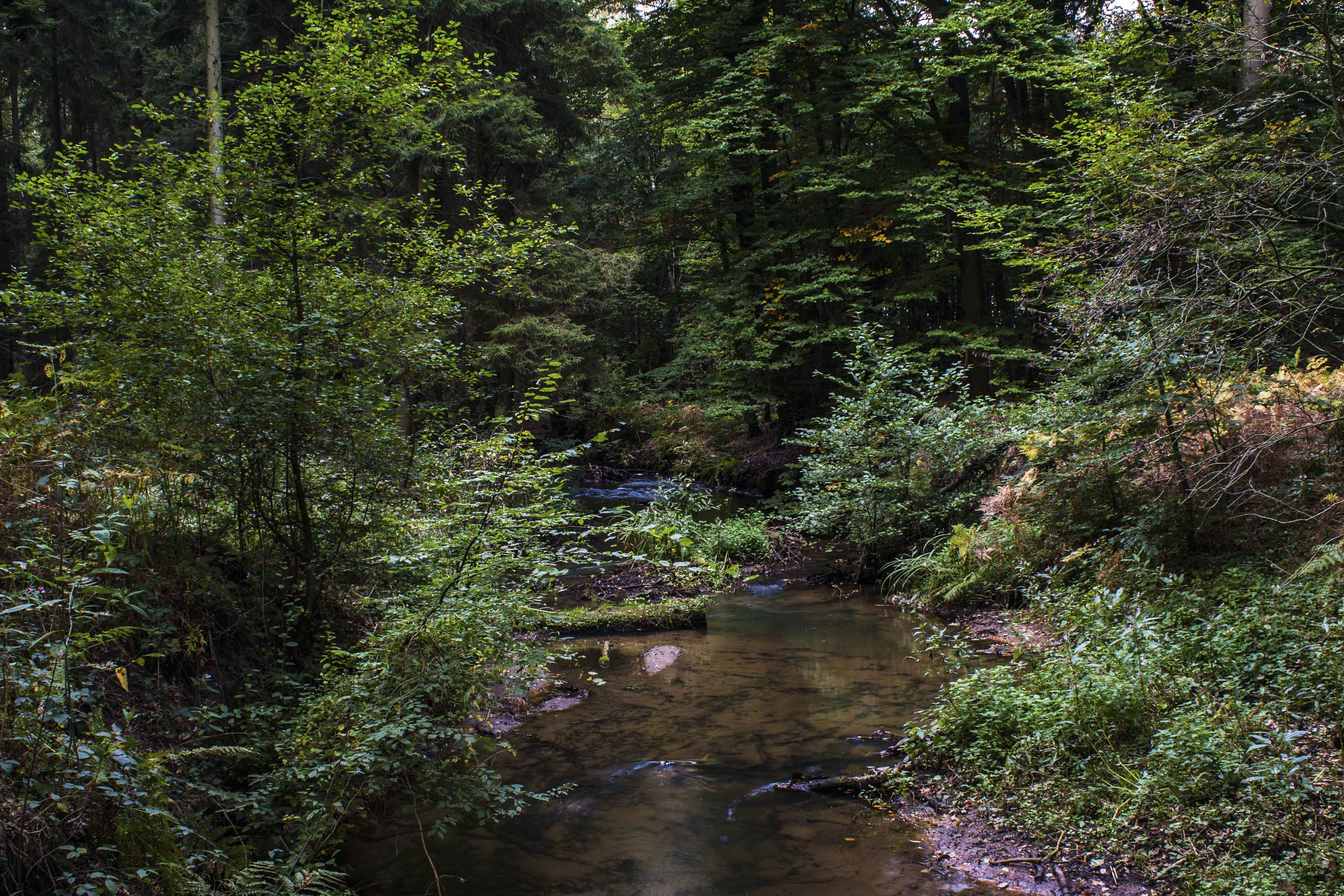 Hintergrundbild Bachlauf im Wald