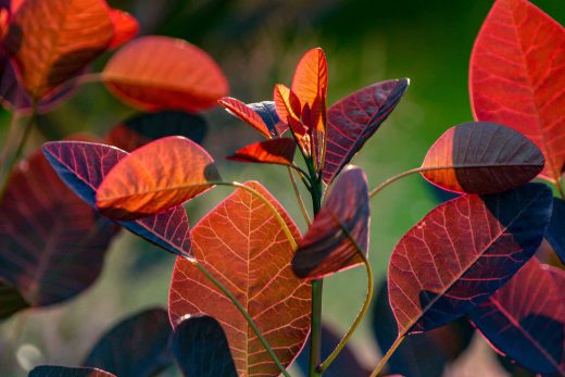 Hintergrundbild Blätter Roter Perückenstrauch