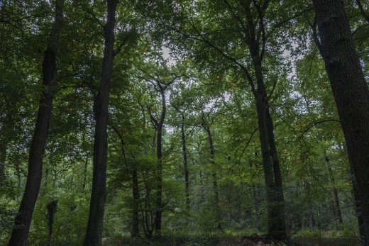 Hintergrundbild Buchenwald in Dorsten
