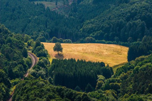 Hintergrundbild Feld mit Baum