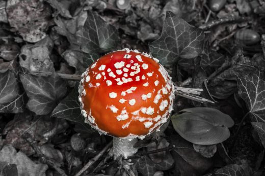 Hintergrundbild Fliegenpilz