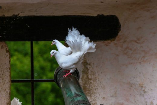 Hintergrundbild Friedenstauben mit Kanone
