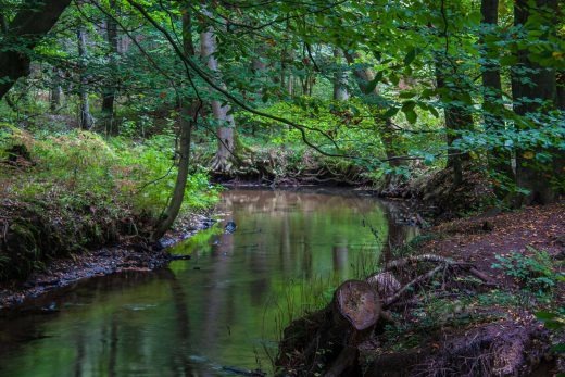 Hintergrundbild Hammbach im Herbst