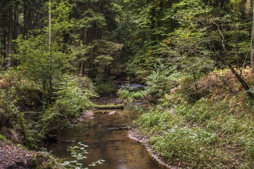 Hintergrundbild Hammbach im Wald