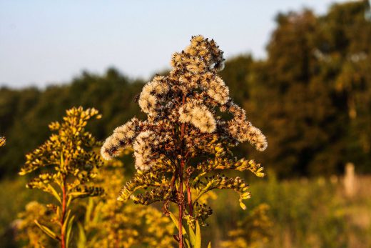 Hintergrundbild Herbstliche Gräser Nahaufnahme