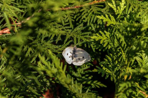 Hintergrundbild Kohlweißling auf einer Tuya