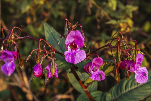 Hintergrundbild Löwenmäulchen in der Herbstsonne