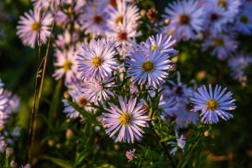 Hintergrundbild Myrten Astern in der Abendsonne