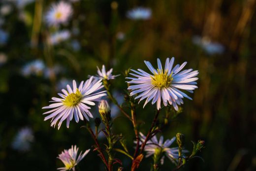 Hintergrundbild Nahaufnahme Septemberkraut