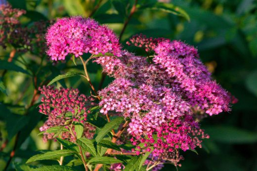 Hintergrundbild Nahaufnahme Spierstrauch in der Abendsonne