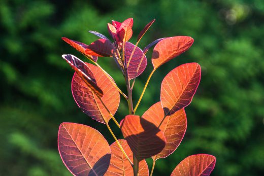 Hintergrundbild Perückenstrauch in Nahaufnahme