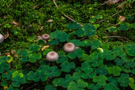 Hintergrundbild Kleine Pilze im Klee