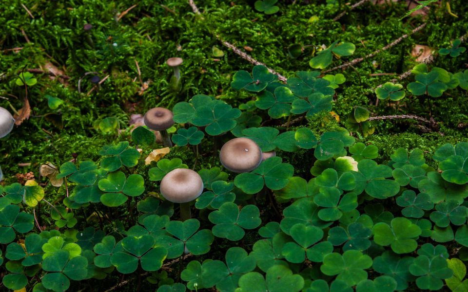 Hintergrundbild Kleine Pilze im Klee