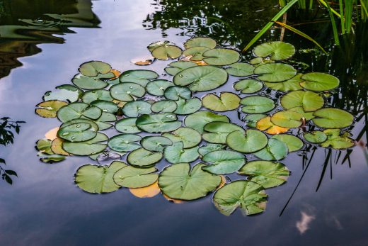 Hintergrundbild Seerosenblätter auf einem Teich