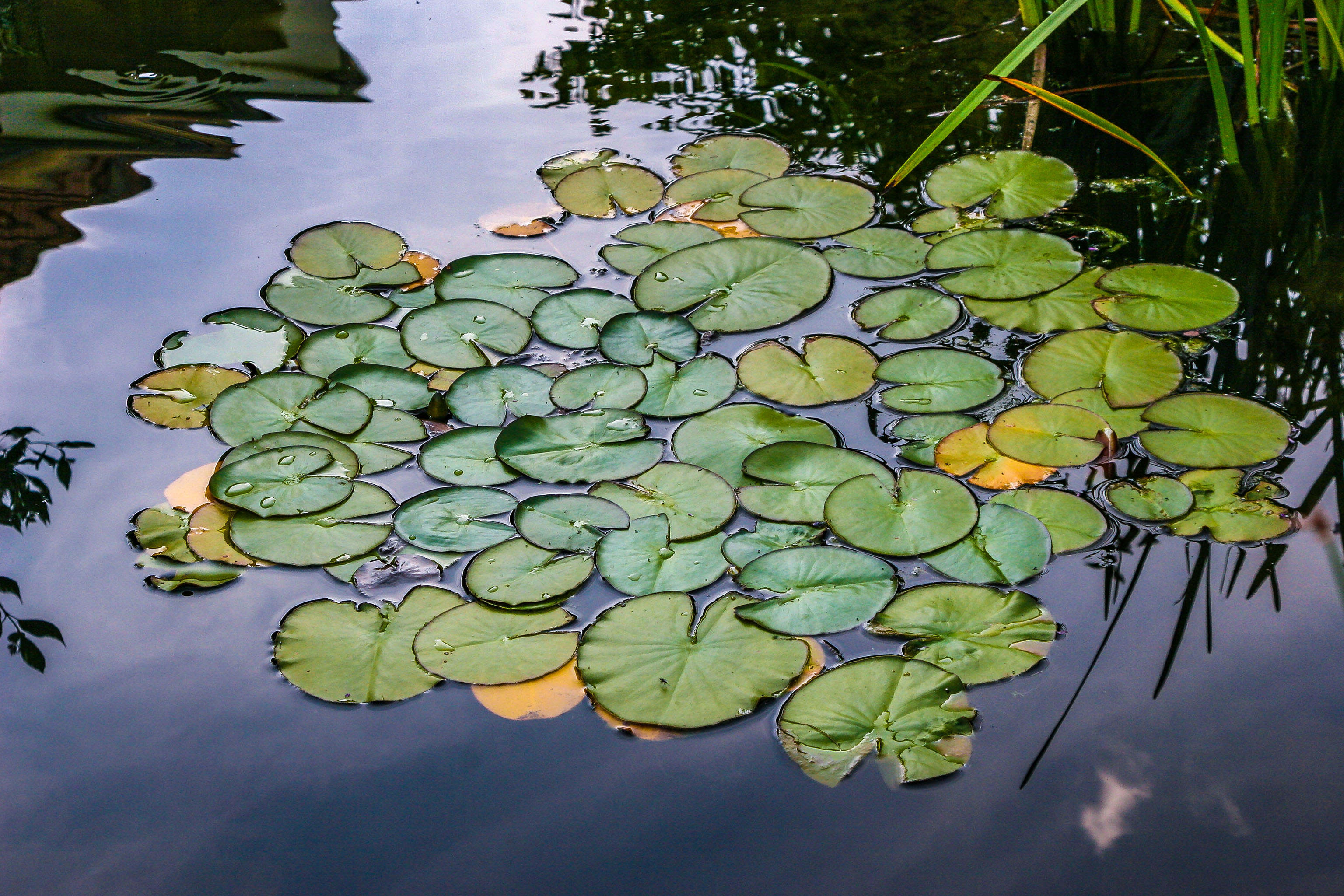 Hintergrundbilder Seerosenblätter auf einem Teich
