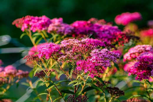 Hintergrundbild Spierstrauch im Abendlicht
