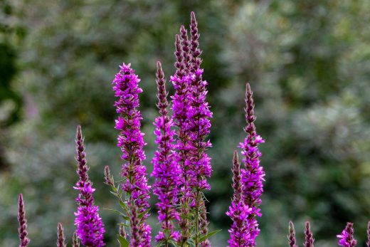 Hintergrundbild Violette Blüten