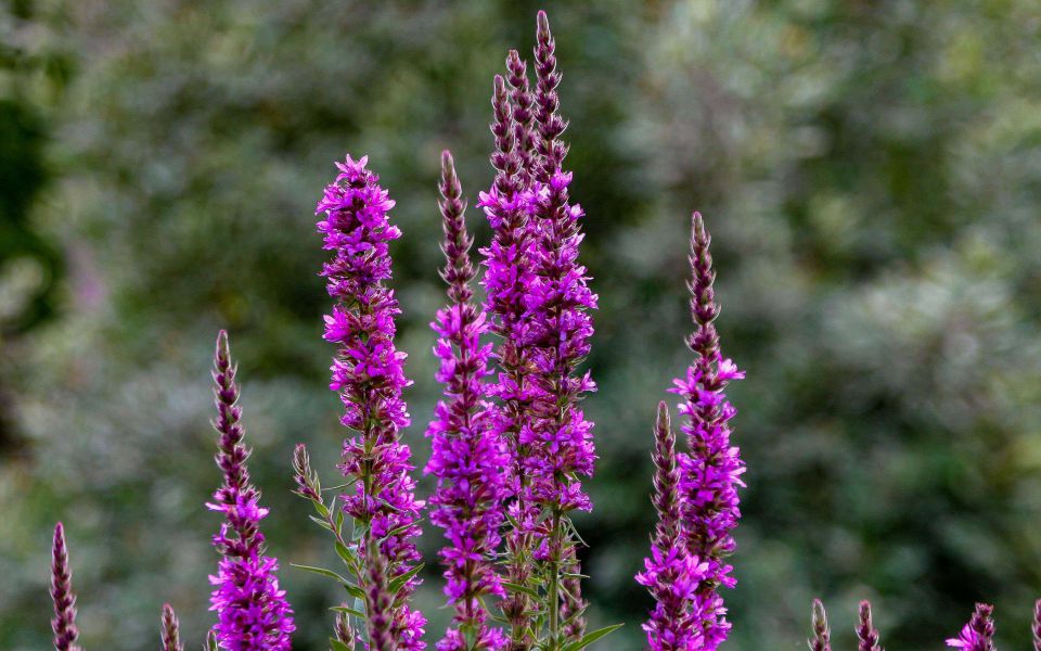Hintergrundbild Violette Blüten
